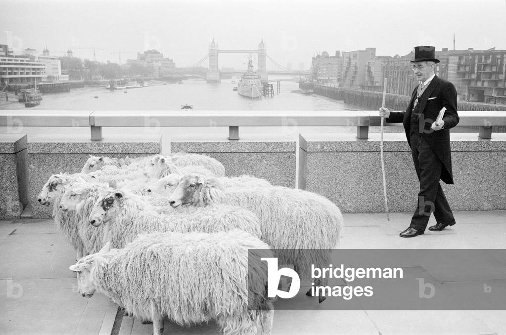 GLC Chairman Harold Mote, was recently granted Freedom of the City of London, and one of the privileges associated with this is being able to drive a flock of sheep into the City over London Bridge, pictured 29th April 1979 (b/w photo)