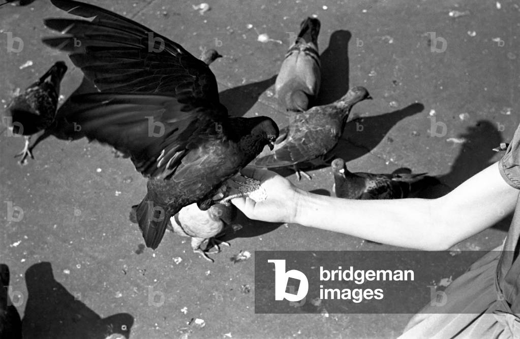 Pigeons in Trafalgar Square. 
January 1939 
OL307J-005