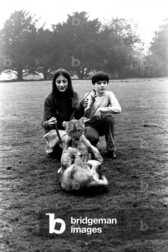 Viscount Lambton and Lady Isabella with the lion cubs which are bound for the Lambton Lion Park, c.1970 (b/w photo)