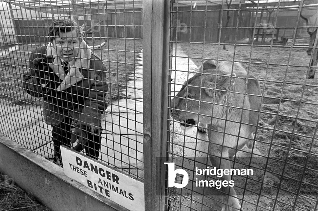 Man in a lion cage at Birmingham Zoo for a political demonstration.