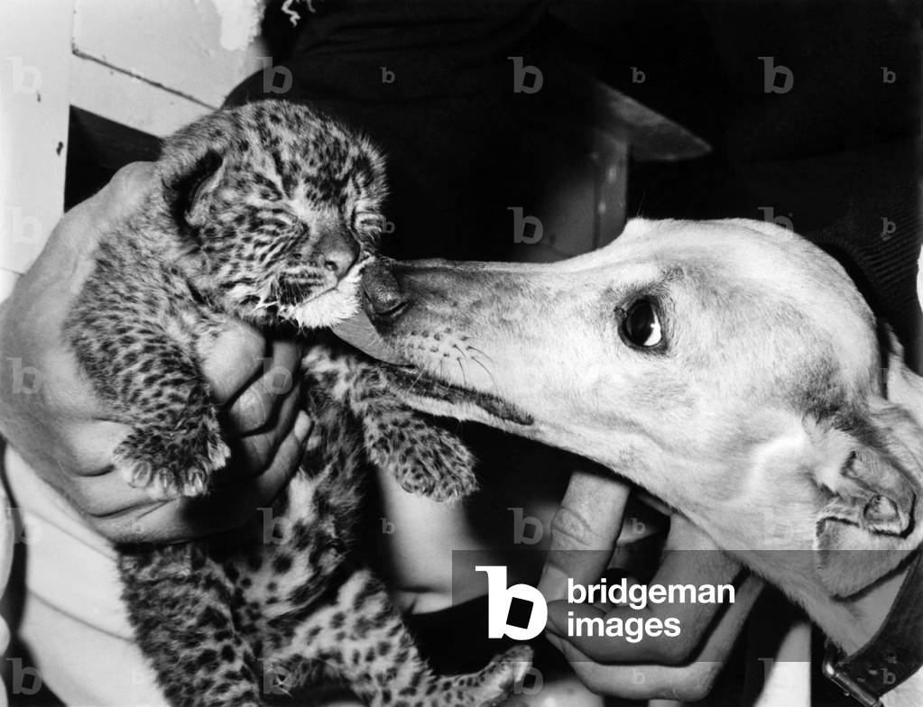Here he is, the nameless wonder of the wild life park. He is a lucky little leopard cub, even luckier to find an affectionate foster mother in Fawn, a whippet, pictured with him. May 1973