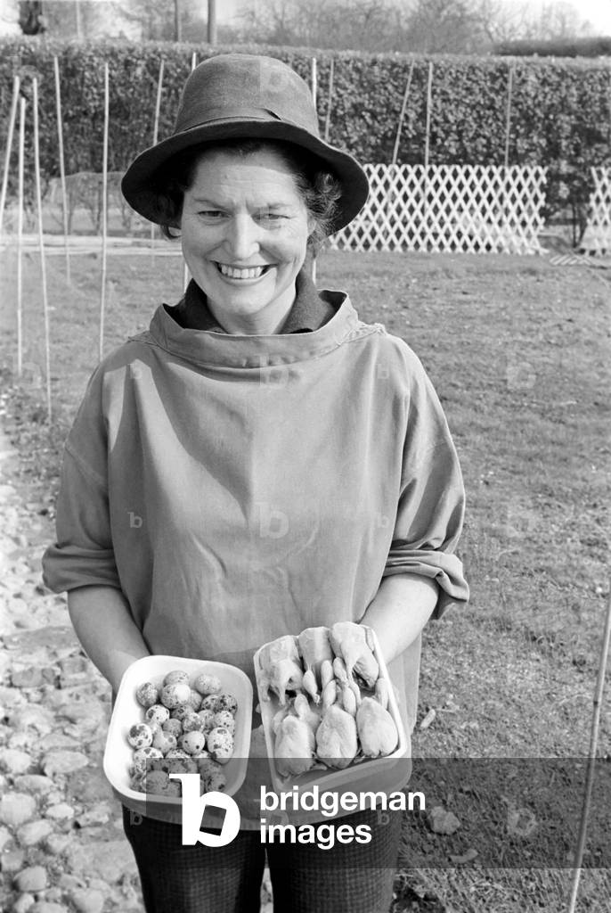 Quail farm in Hemel Hempstead, January 1965 (b/w photo)