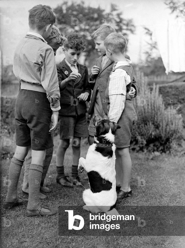 Ben the talking dog belonging to Mr Brissenden of Royston 9/8/1946