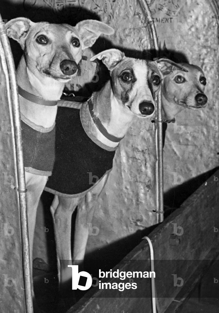 The Whippets looked worried as they awaited their turn to be Judged at Olympia London in the Kensington, December 1949 (b/w photo)