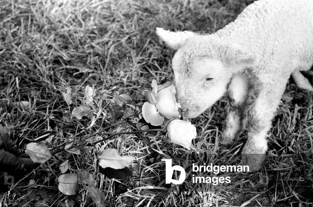 Animals - Flowers - Spring - Cute: Youngs lambs. December 1974
