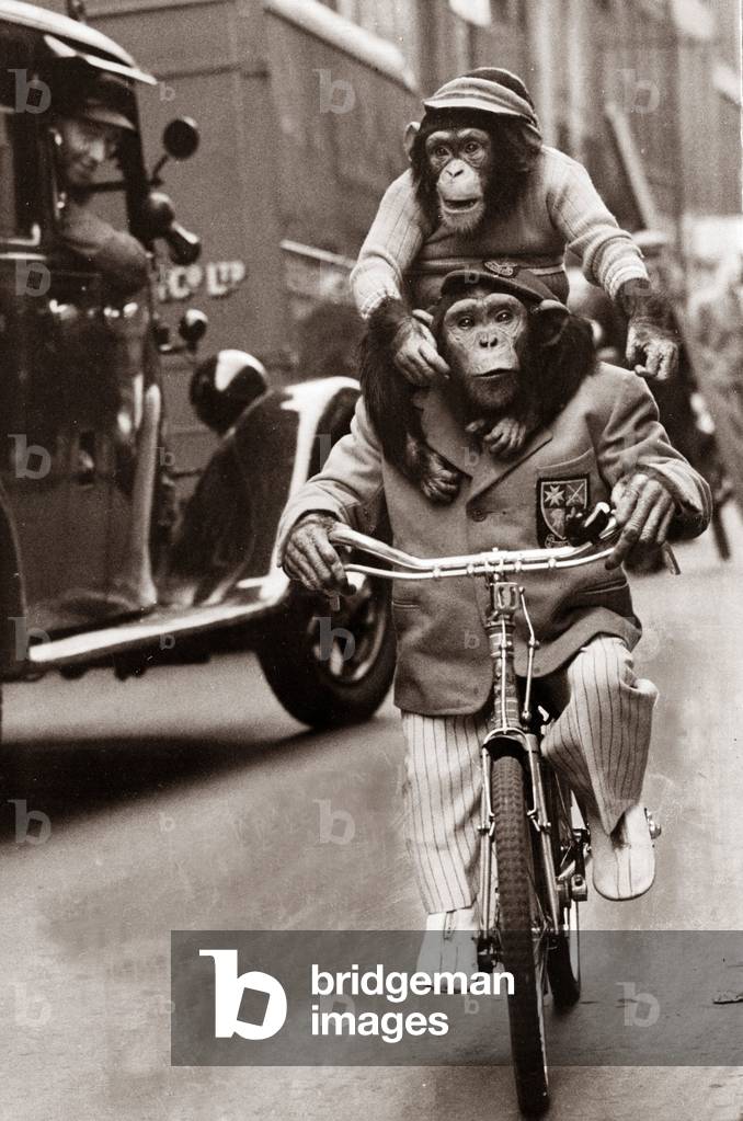 Marquis the Chimpanzee riding a bicycle and carrying two year old Baron on his shoulders out on their morning exercise in the West End, London, 22nd September 1948 (b/w photo)