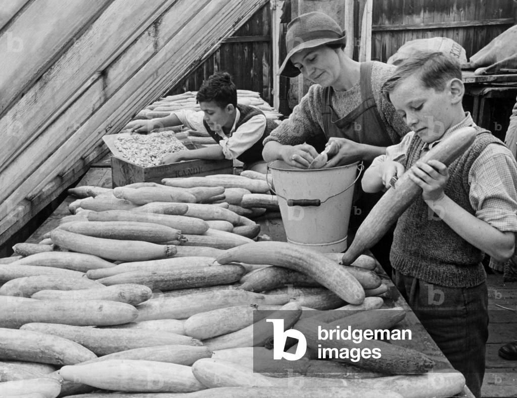 Four year old schoolby evacuee Michael Bubbear helping to slice cucumbers in half to be dessededin the Enlish countryside in the Second World War
 October 1942