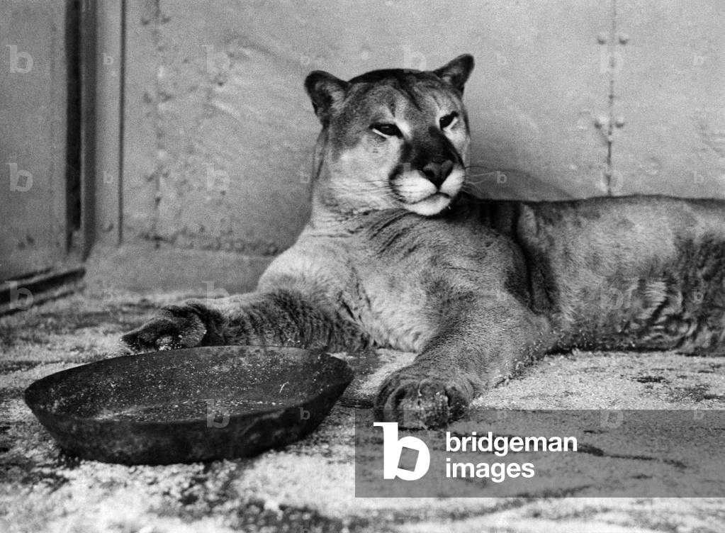 Animals: Puma. August 1935