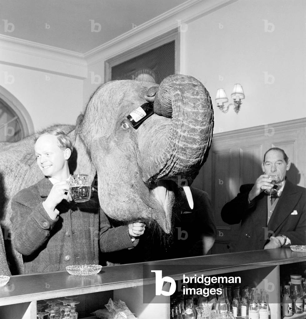 Elephant visit pub and orders drinks. 1960