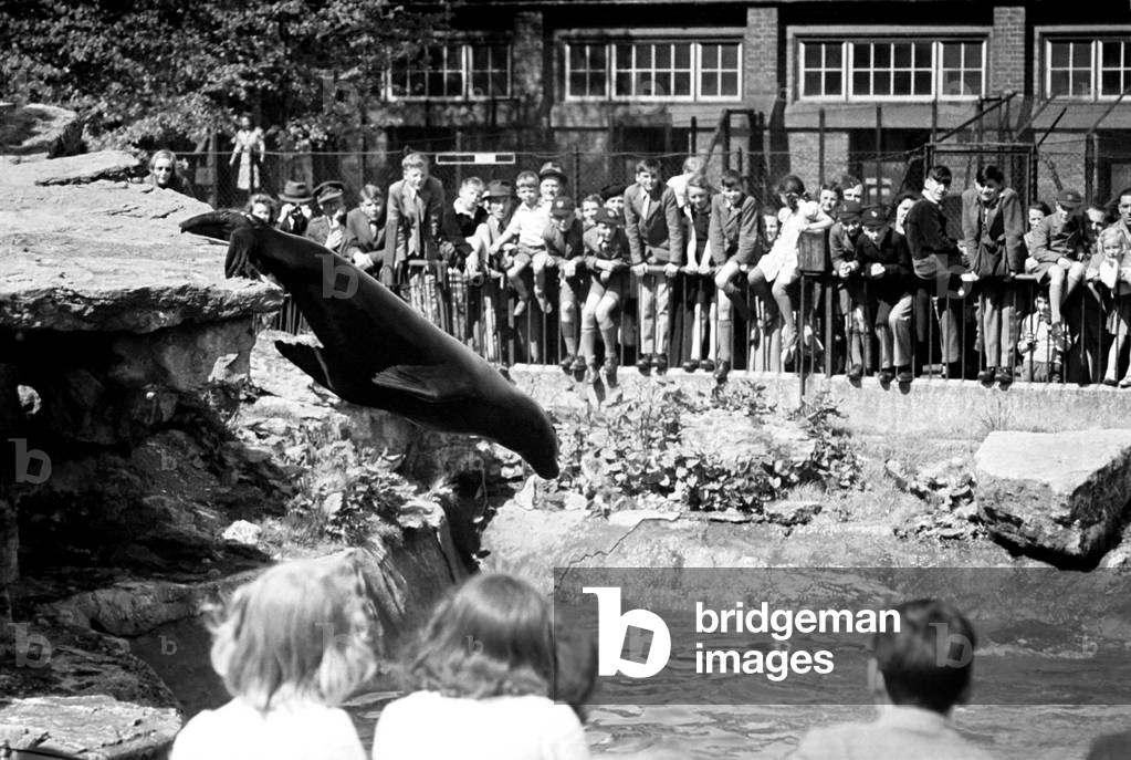 Sea Lions performing London Zoo. October 1937 OL307N