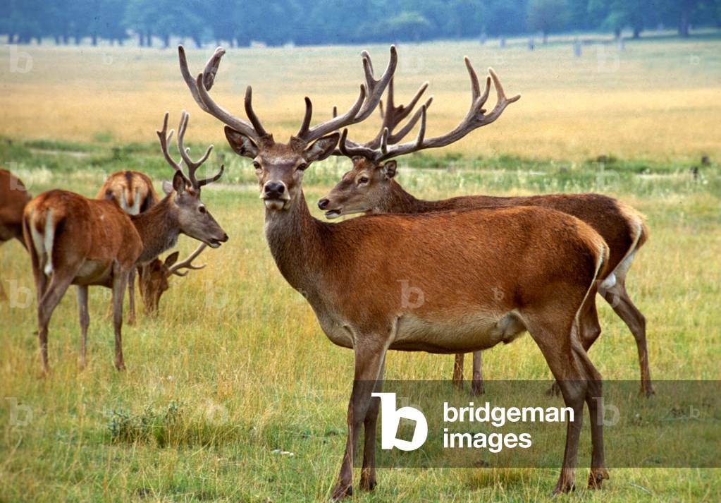 Red deer in the wild, September 1979 (photo)
