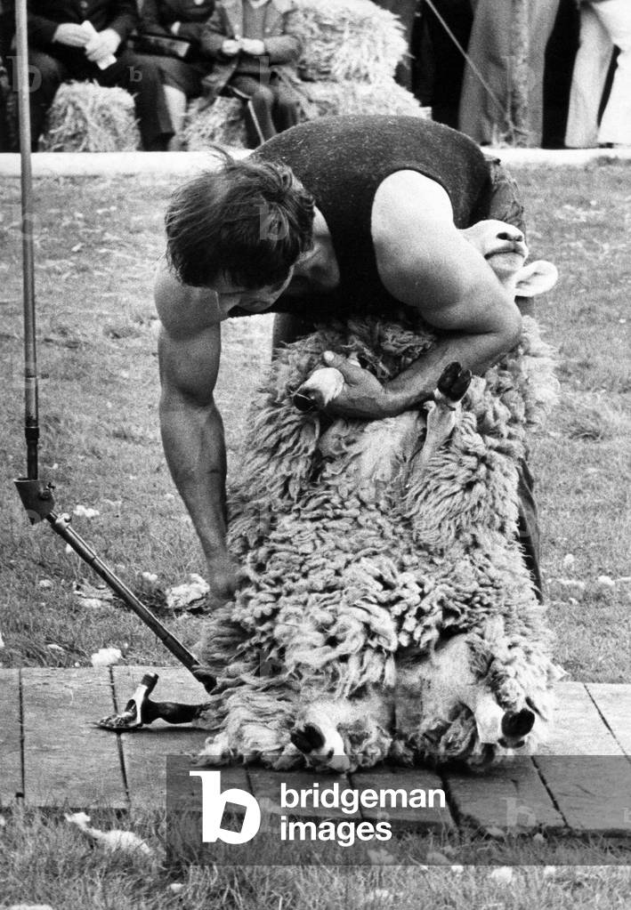 A sheepshearer demonstrating his skill at handling the sheep, 1970 (b/w photo)
