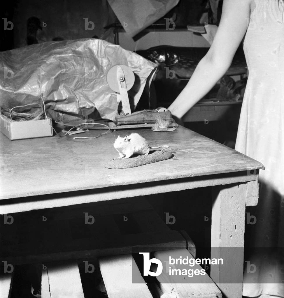Taxidermist Workshop. January 1960