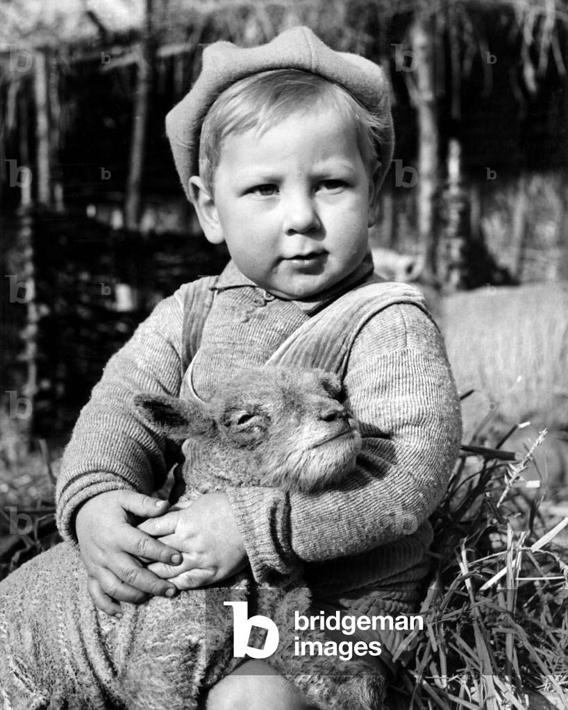 Jimmy will make a good shepherd, the lambs are quite at home with him. February 1947