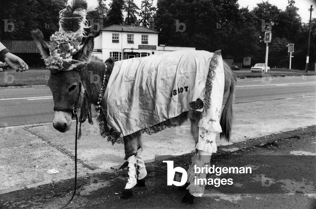 Ruffy the donkey on his way to the pub in his new outfit. July 1970