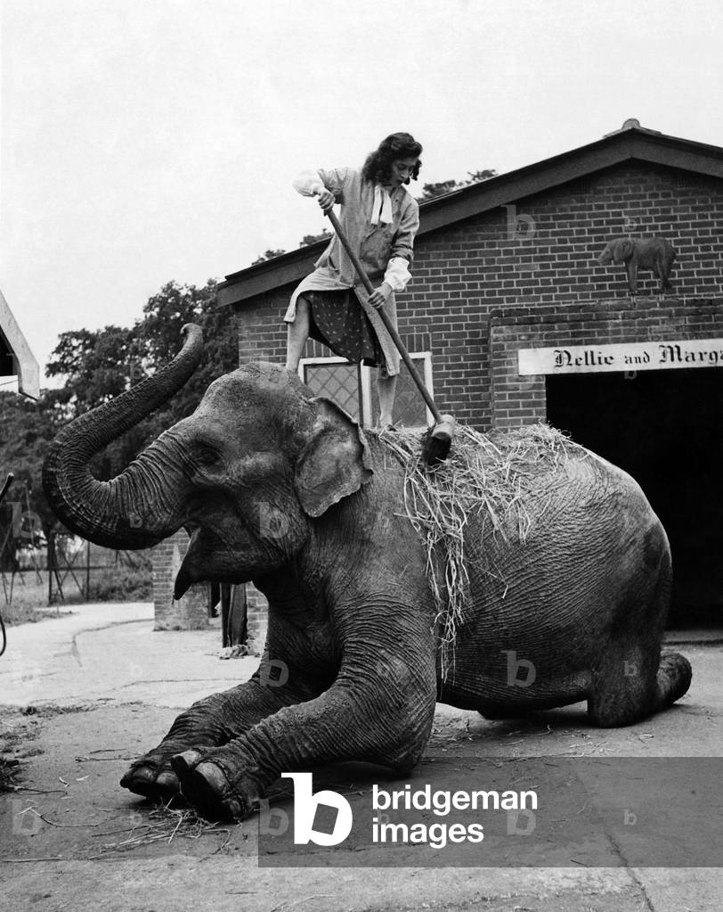 Basic treatment is the rub-down and massage which Margaret administers with a long-handled broom, c.1965 (b/w photo)
