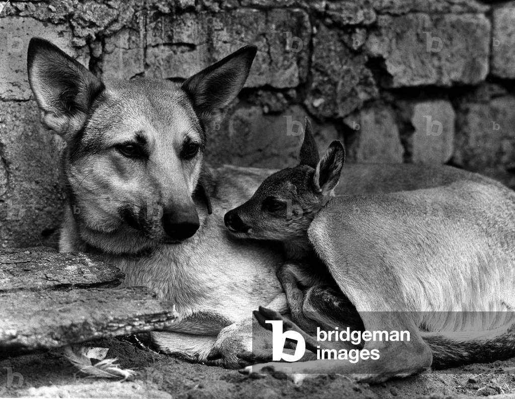 Flora a farmers Alsatian was a good mum to a baby deer Bambi left in the forest, May 1972 (b/w photo)