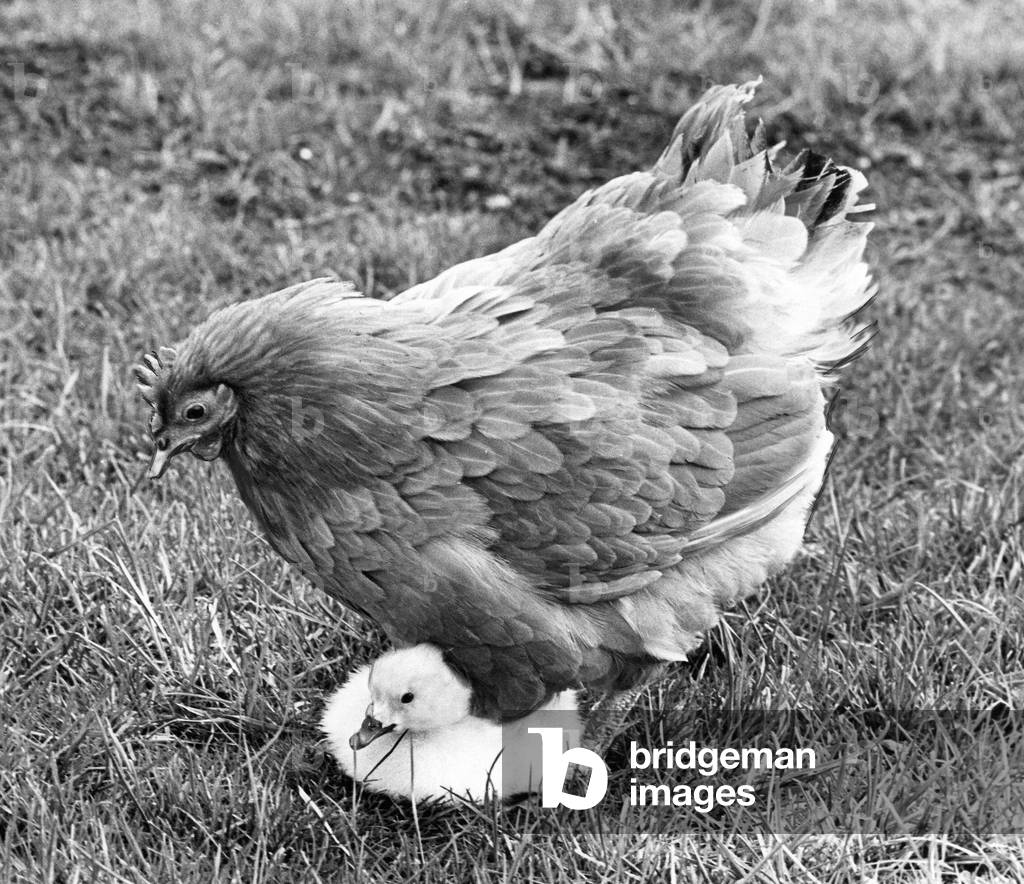 This yourg cygnet is being cared for by a broody hen at the Washington Wildlife Park, c. 1970