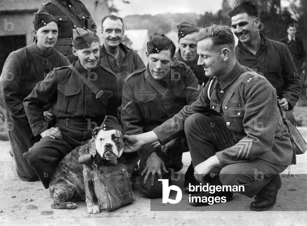 World War II: Mascots: Dogs. Jags the bulldog seen here with soldiers before the preparation to leave for France. October 1939 P011575