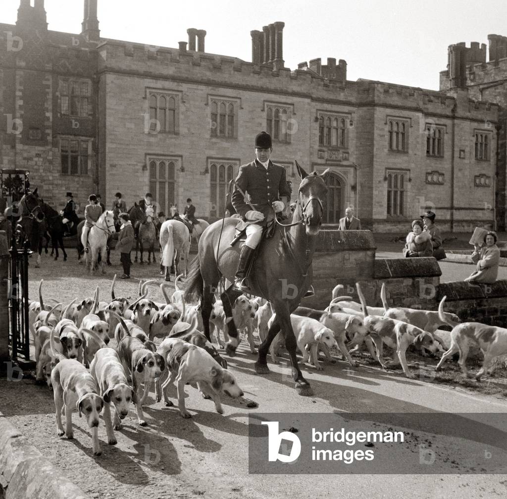 The Hunt - meeting at Penshurst Place 5-7 then moving off into Penshurst Park Riders in red coats on horses with hounds all around sniffing the earth for the trail of the foxes as hunt followers look on, 1947 (b/w photo)
