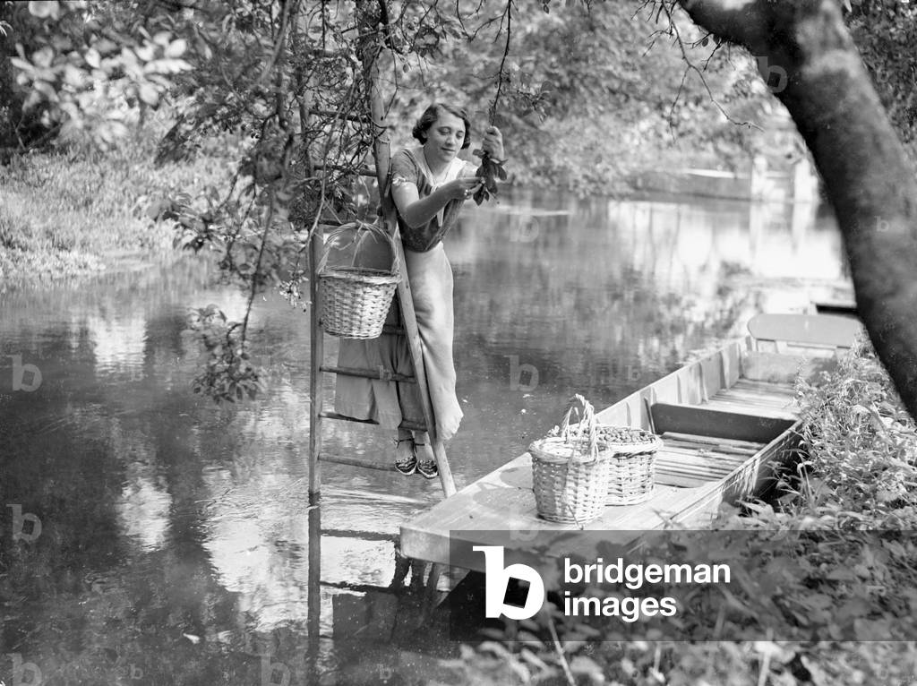 Mrs Page Smith and companions seen here at Island House, Longford, Middlesex, fruit picking from the river. September 1933