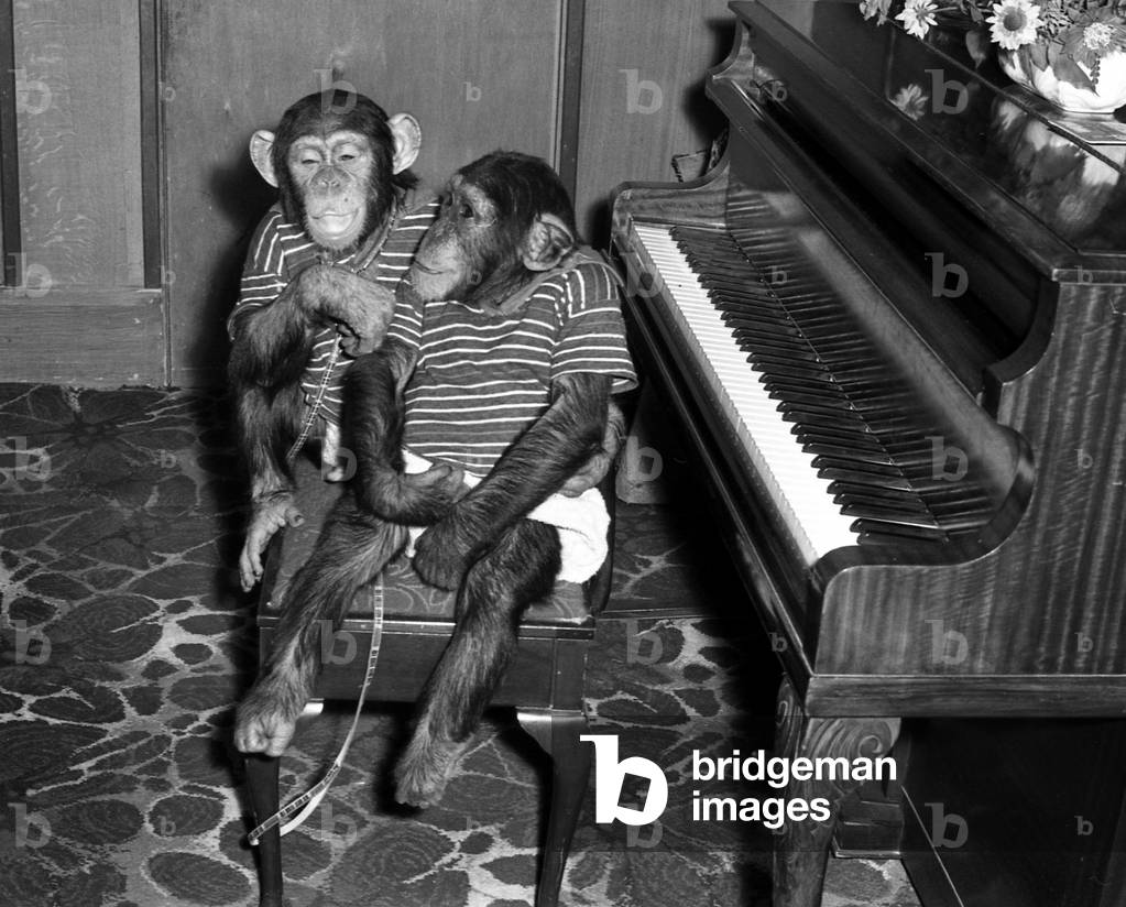Chimps play the piano.
circa 1970