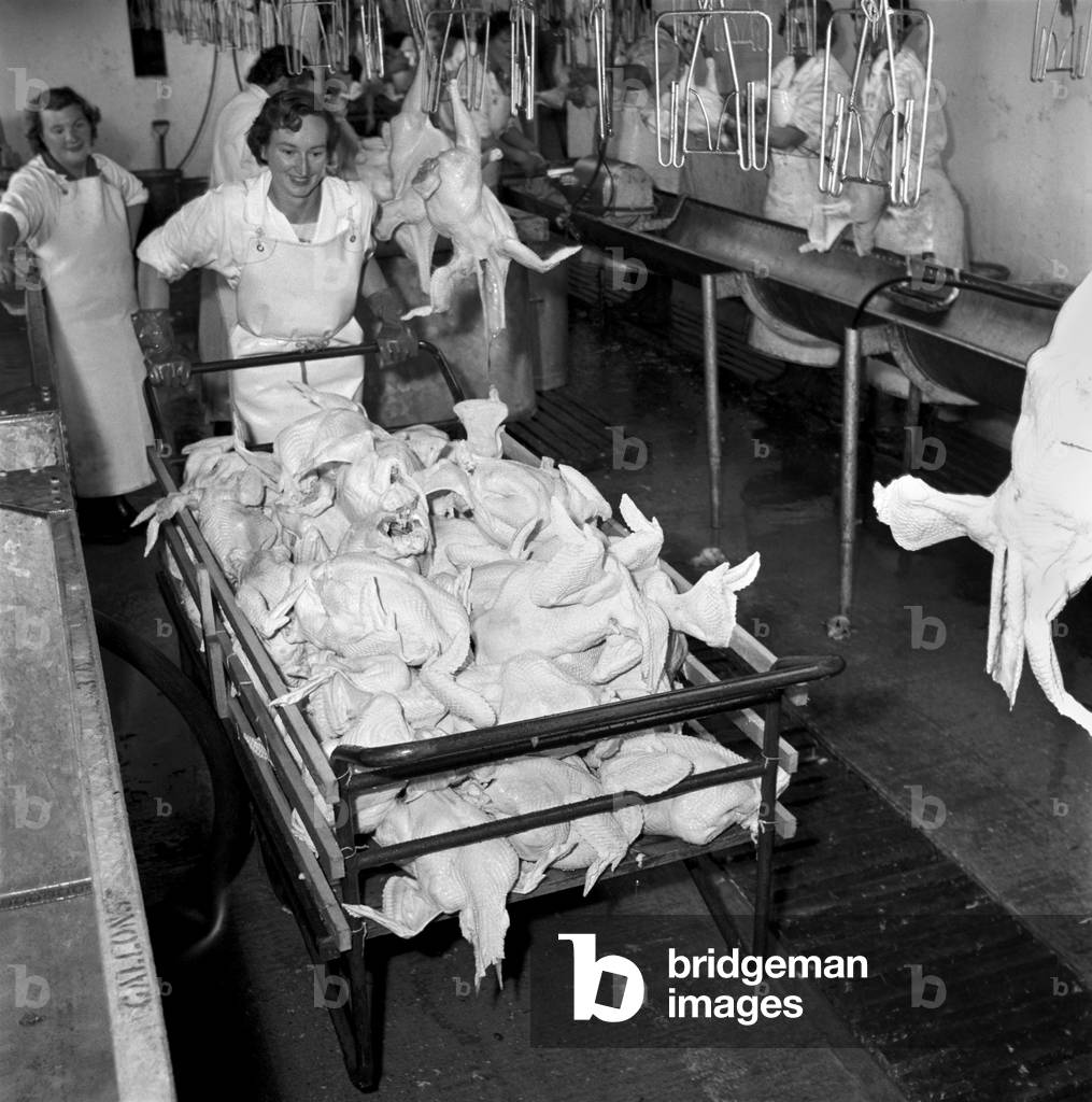 Turkey farm and meat packing factory of John Lintern. General scene in and around the factory during the build up to the Christmas rush, 1960 (b/w photo)