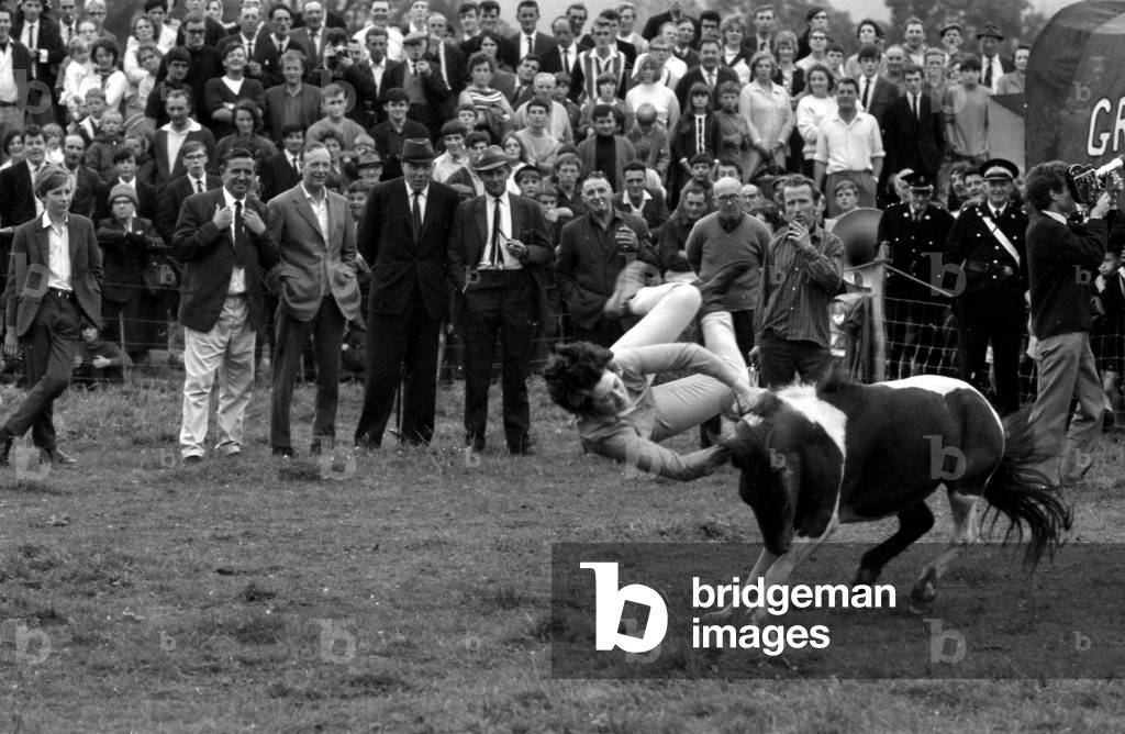Competitiors riding bullocks and ponies watched by a large crowd during the Llangollen Rodeo.
X8283- 28a
August 1967