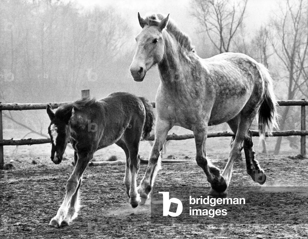 Horse and foal at the West Midland Equitation Centre, Cookley, Kidderminster. The foal, six weeks old, has been named Caspar, and like his mother, Antarctica, will be trained to be a show jumper. 4th April 1974.