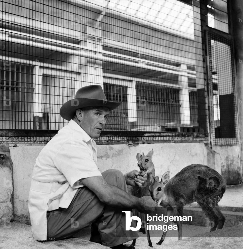Man and deer at Belle Vue zoo in Manchester