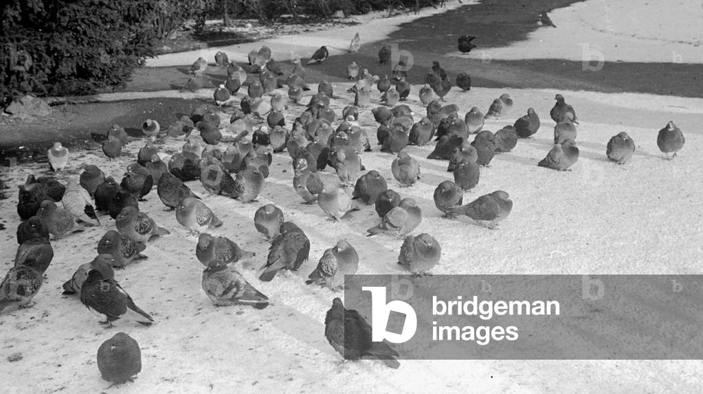 Pigeons huddle together in a Kingston Park as the temperature drops to below freezing, 18th January 1940 (b/w photo)