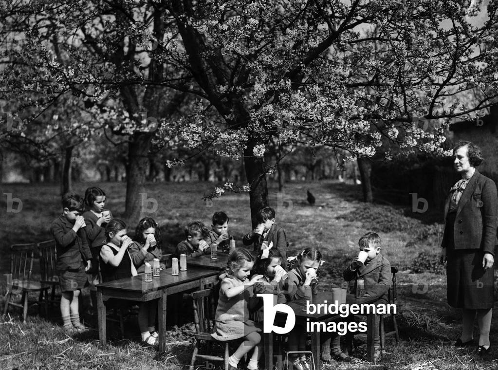 Beneath the blossom of a Kentish Cherry Orchard these little children of the Stackbury Primary School, Kent, take their morning glass of milk. April 1948 (b/w photo)