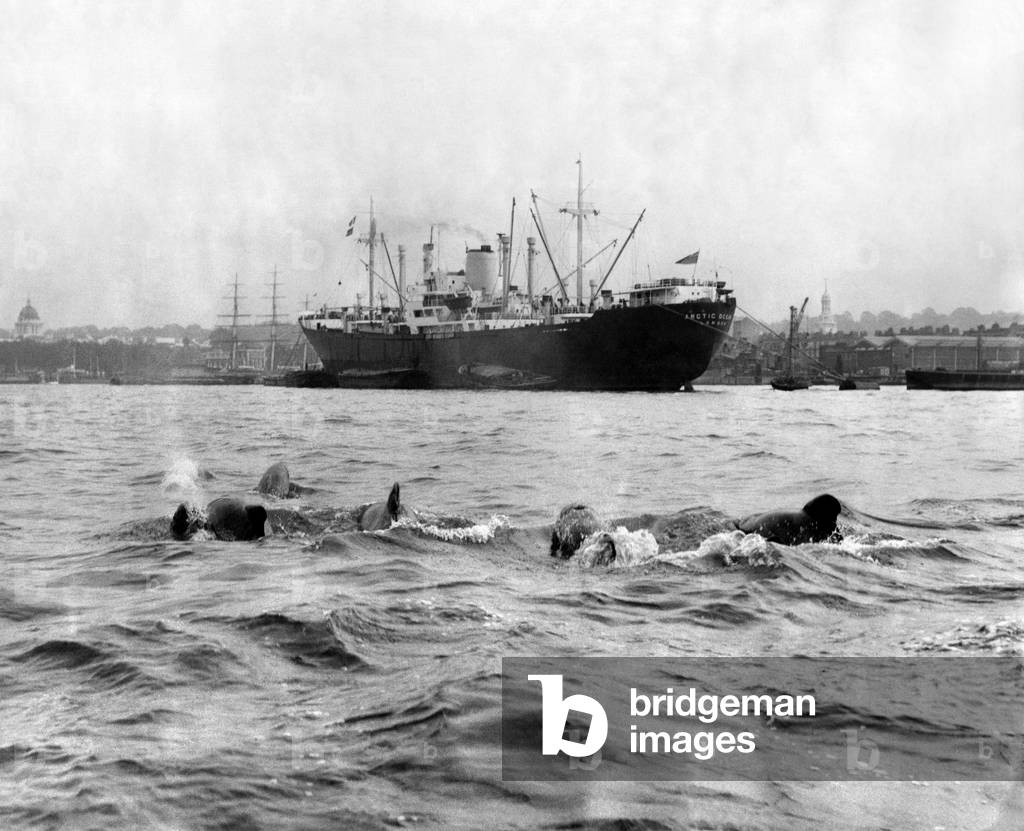 Dolphins in The Thames At Greenwich.October 1965