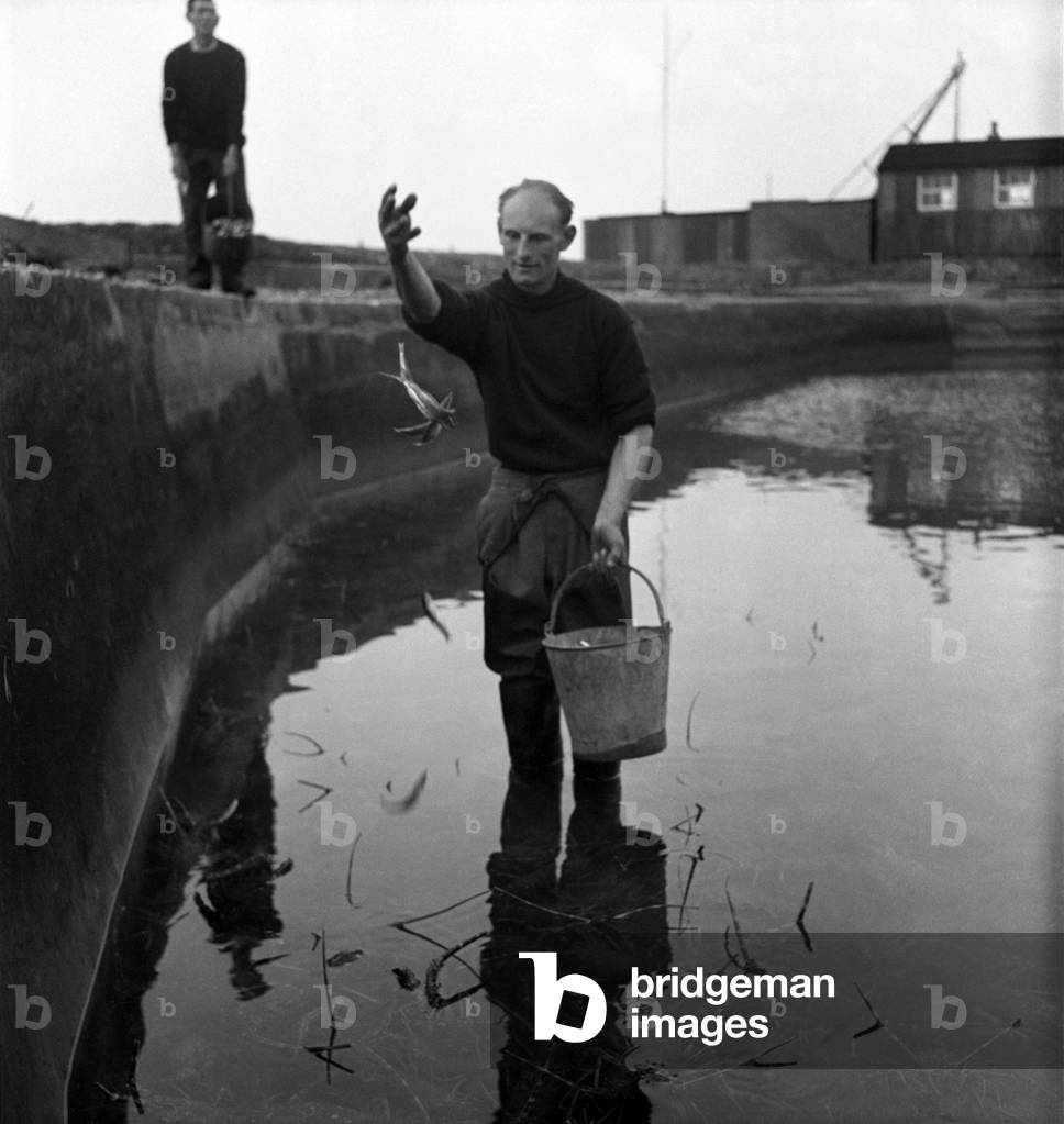 Richard White of London and Jack Cross look after live lobster and crayfish in an artificial pond in Hampshire December 1949. December 1949 O22042