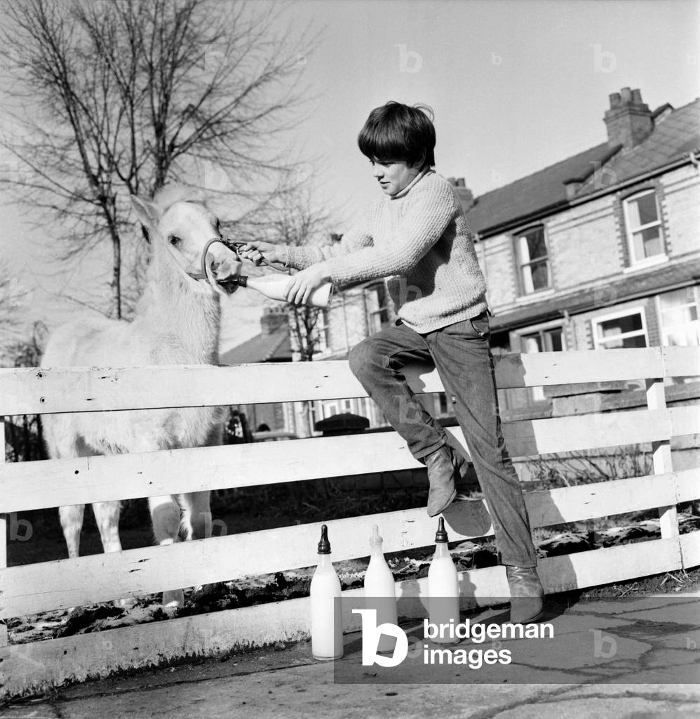 Animal: Horse: Feeding: Palomino horse saved by boy. February 1970