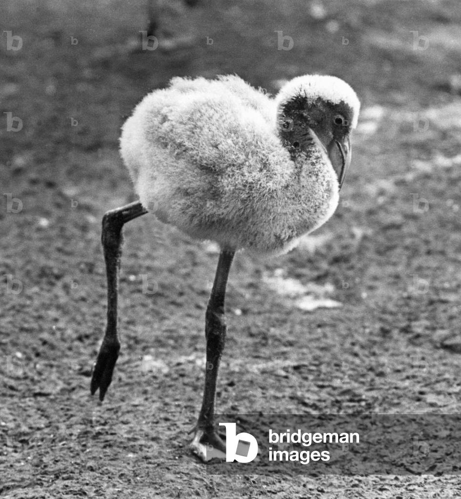 A very ugly young Flamingo