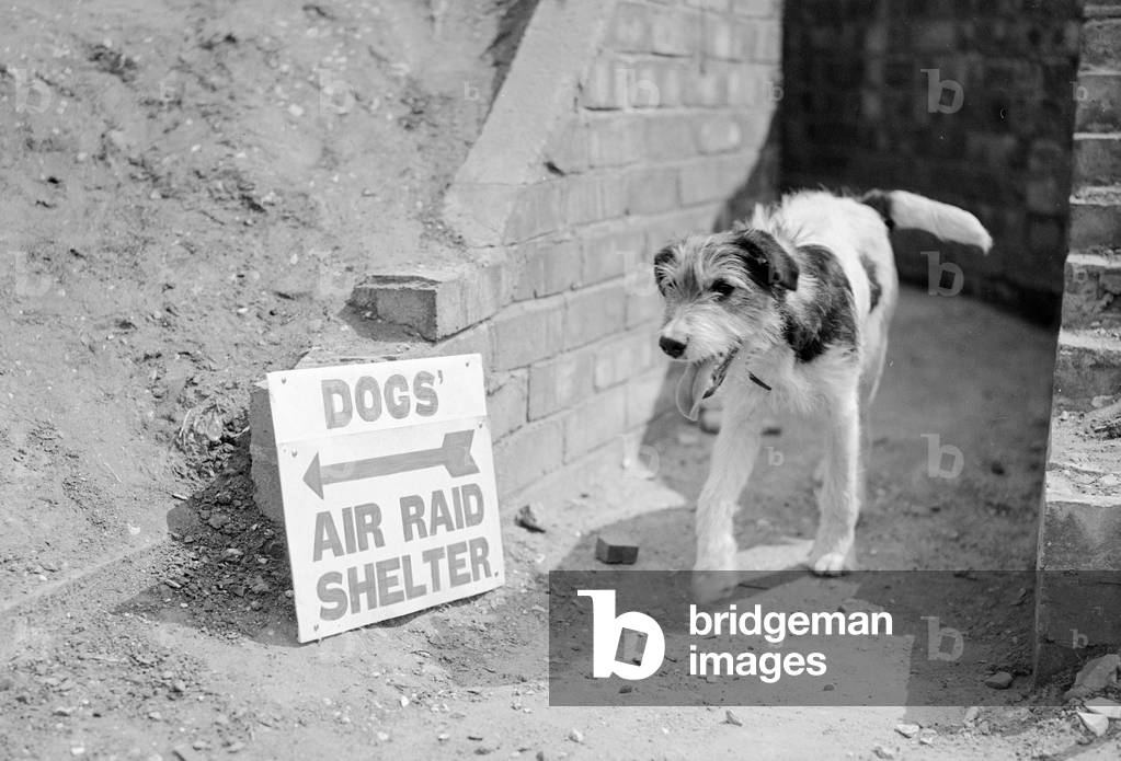 A dog makes its way to the Air Raid Shelter WW2, c.1940 (b/w photo)