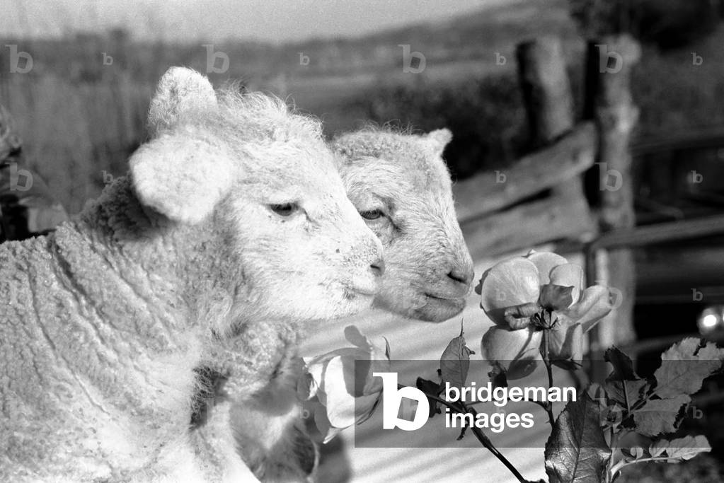 Animals - Flowers - Spring - Cute: Youngs lambs. December 1974