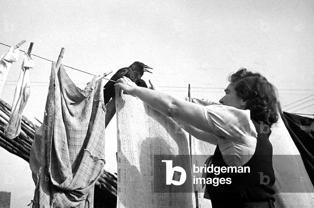 Rook the blackbird watches while his owner hangs her washing out in Ebley, Gloucester, c. 1944 (b/w photo)