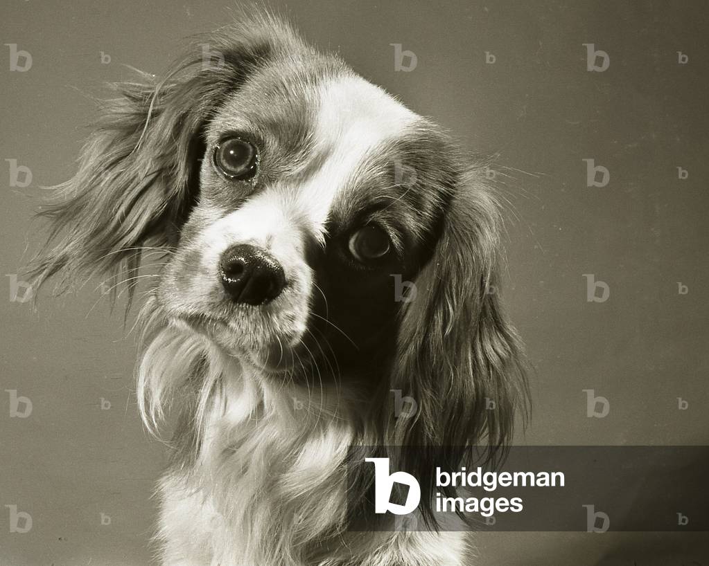 Douggie the Spaniel dog poses for his portrait
Circa 1971