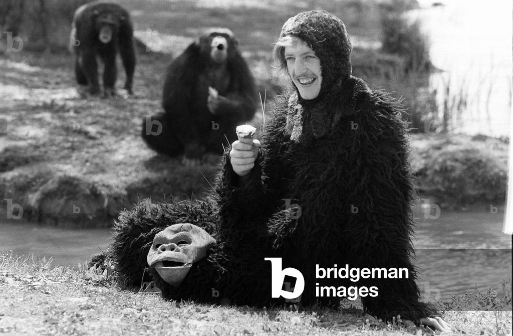 A man wearing an ape costume sitting amongst real monkeys eating an ice cream
May 1978