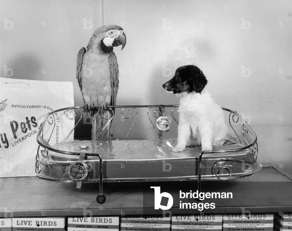 Animal Friendships - Animals and Birds: Bonzo the pup tries out one of the gold-plated beds, whilst a friendly parrot tries to creep in on the act. December 1973 P011710