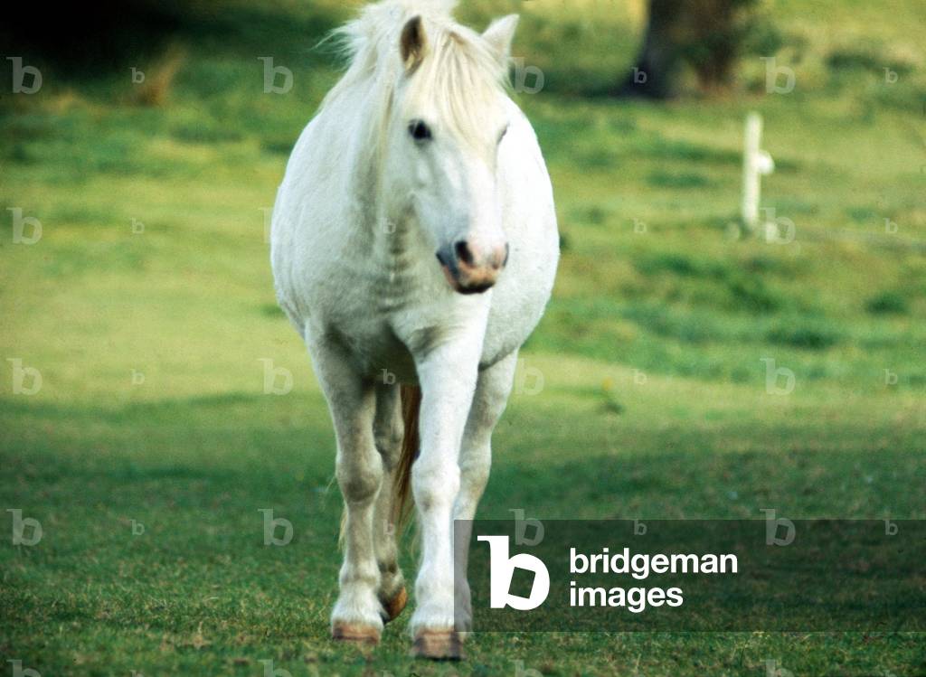 White horse in a field in Kent, September 1972 (photo)
