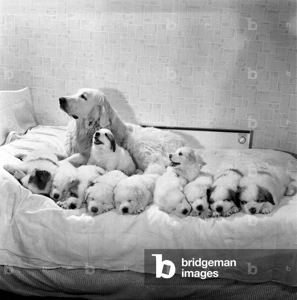 Lorne and her 11 puppies, 28/04/1969