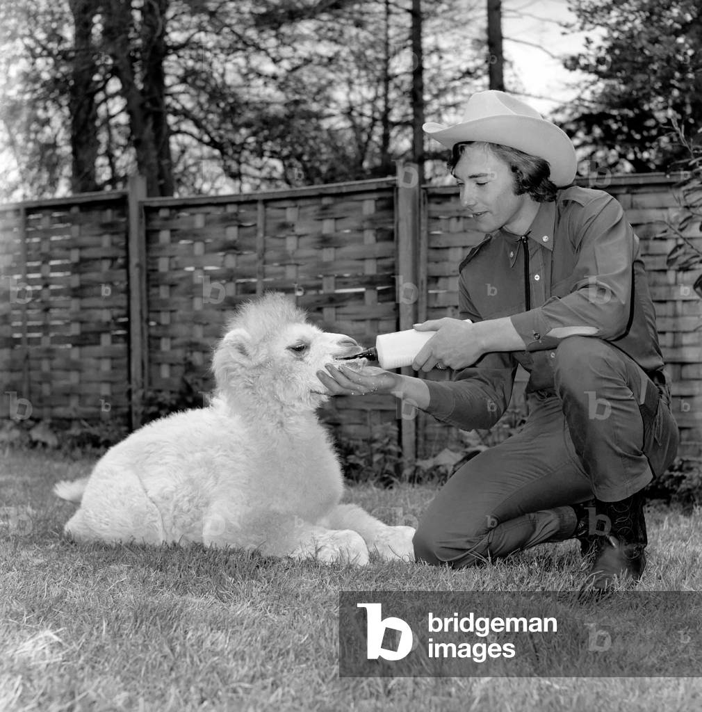 Man walking in his back garden with his camel, May 1975 (b/w photo)