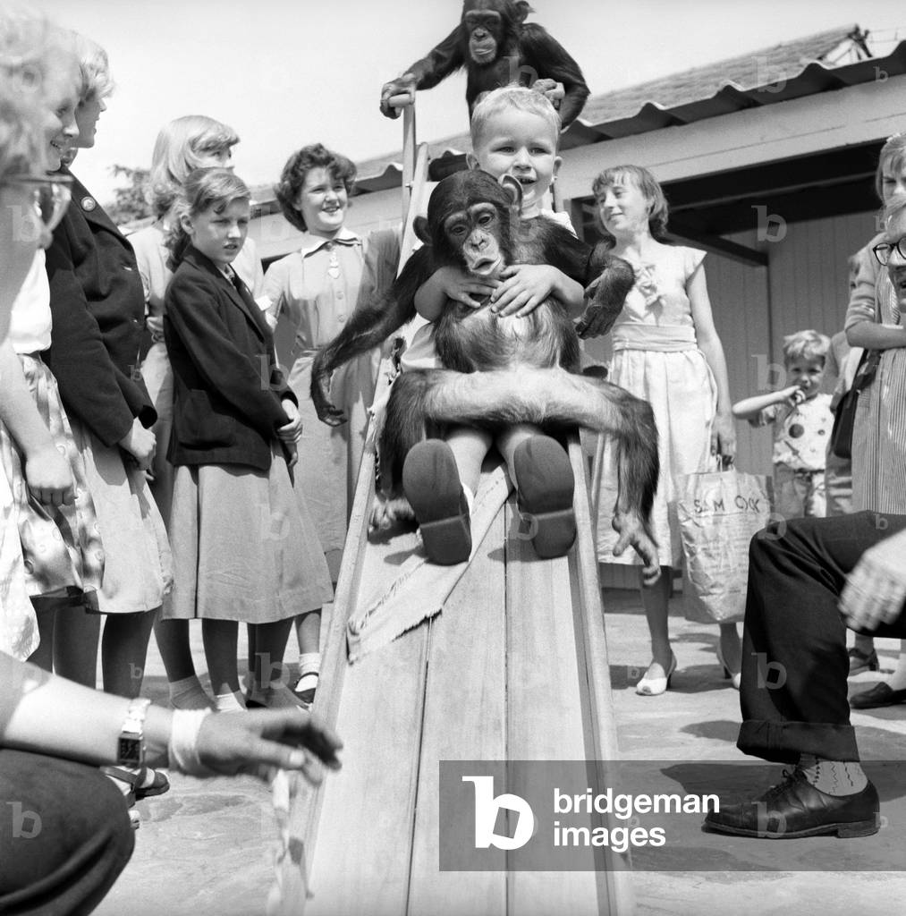 Children play with baby Chimpanzee at Whipsnade Zoo, 1961 (b/w photo)