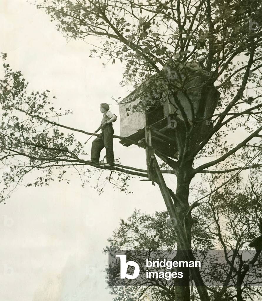 Treehouse November 1948 - Eric Shield (13) of Dalton Piercy built a little tree house over looking his father's farm yard. The hut is about 20 feet from the ground, 1948 (b/w photo)