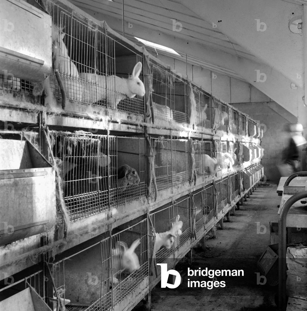 Rabbits bred in cage at a Rabbit farm, 1962 (b/w photo)