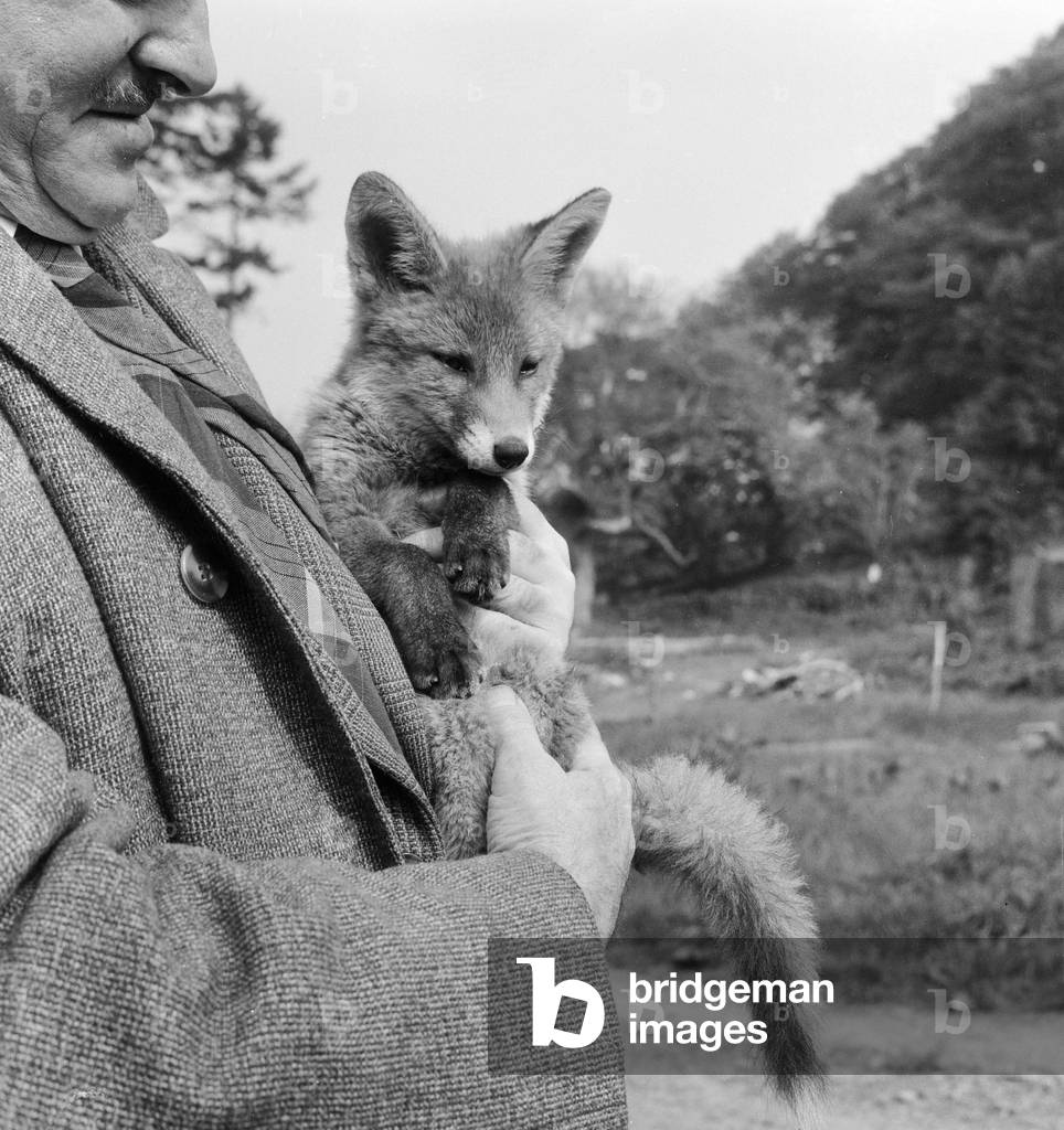 Vicky the fox cub with dog owner Neil McNeil of Liverpool at Barons Down near Dulverton in Somerset. 19th May 1961 (b/w photo)
