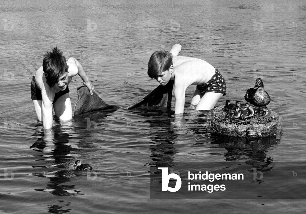 Two boys fishing with a towel as a net - encounter a family of Ducks Chicks, 05/06/1952 (b/w photo)
